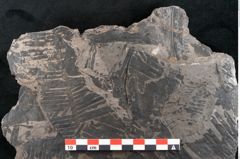 Foto (Detailansicht) von Pterophyllum longifolium Br. (NHMW-GEO-2024-0188-10644)